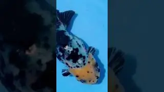 AD0004 Ranchu For Sale @ #bestranchu #bestranchufarm #ranchugoldfish #buyranchu #ranchu #ranchus