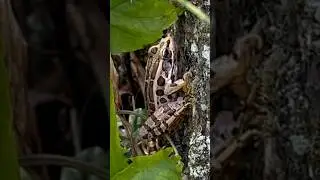 Pickerel Frog