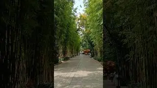 Chinese Bamboo Garden #travel #china #kunming