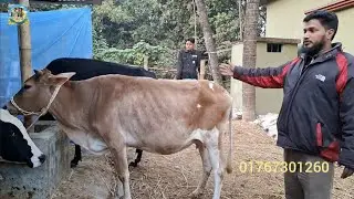 @ ২৮/১/২০২৬|| চট্টগ্রামের ব্যবসায়ীর মাংসের গরু কেনা মাশরাফি এগ্রো ফার্মে||