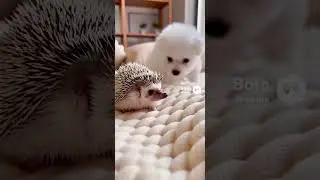 고슴도치와 강아지  Hedgehog and dog  ハリネズミと犬  Erizo y perro  刺猬 귀여운 동물 可愛い動物 cute animal 动物 precioso 웃음