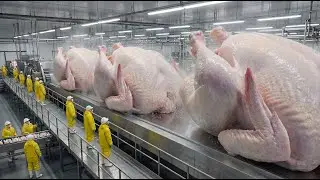 Inside the Turkey Factory: How Christmas Turkeys Are Really Made 🦃❄️