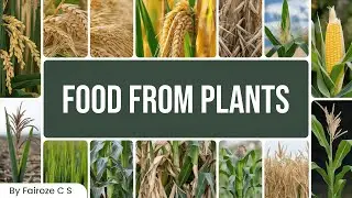 Discover How Plants Provide Us Food | Food from Plants | e-Tuitions | By Fairoze C S
