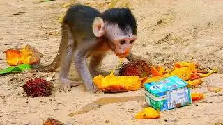 ...SO CUTE MONKEY...!