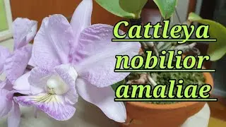 Cattleya nobilior coerulea. Первое цветение.
