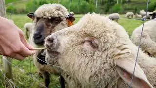 Yes, smell it and eat it😂 #aniamls #fanny #fanyanimals #video #videos #high #viralshorts