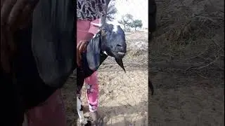 Goat sounds At Farm | Bakri Ki Awaaz In Goat Farm | #goat