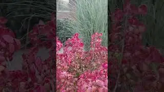 БЕРЕСКЛЕТ КРЫЛАТЫЙ 🌺 EUONYMUS ALATUS - самый яркий кустарник осени 🌺