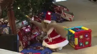 Cutest gibbon Santa at Dade Citys Wild Things