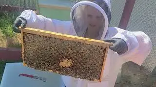 Swarm Alert: The Sweet Science of Hive Management