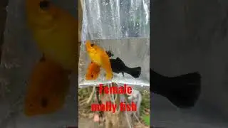 Female Molly fish #shortsvideo #vairalshort #video