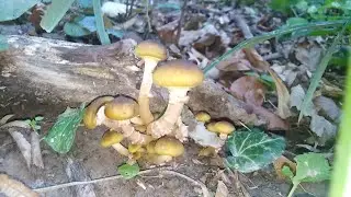 Puza, Armillaria mellea