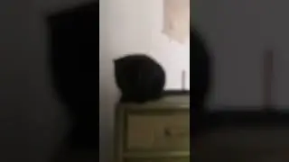 Animals 3 - video A