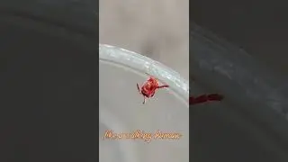 Clover mite🕷️🕷️🕷️🕸️🕸️🕸️