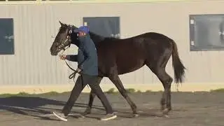 ミキノクレシェンド2022　牝　父メイショウボーラー　総額550万円一口11000円　2023年12月募集開始時動画　23年11月11日撮影