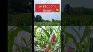 sweet corn 🌽🍿 farming / village life