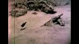 RARE FOOTAGE of the EXTINCT Laysan Rail Bird - Only Footage Ever Recorded 1923