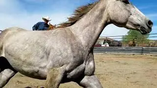 Bill Oliver Horsemanship