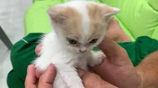 Kitten Willie is sick.
