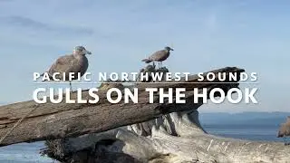 HD VIDEO:  Afternoon Seagulls, Ediz Hook
