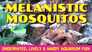 MOSQUITOFISH (GAMBUSIA HOLBROOKI)--- MELANISTIC STRAIN--- ACTIVE NATIVE AMERICAN FISH WILD CAUGHT