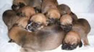 Remix!*[NessMix'd] Puggle Video