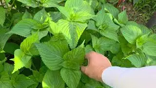 How to grow perilla leaves without worrying about weeds in the garden
