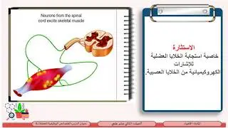 الصف الثاني عشر   المسار العلمي   الأحياء   الخصائص الوظيفية للعضلات 6