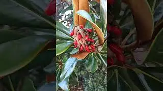 Asmr Southern Magnolia #shorts