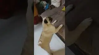 when we try eat her treat 😜😜😄 #cocopug #coco