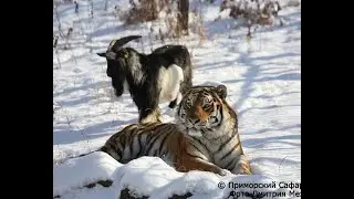 Amur & Timur : Unique Friendship