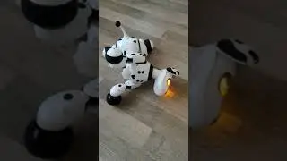Zoomer dog, have a problen,help. Kaskas atsitiko,padekit.