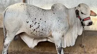 Shahroz Bhai Ka Behns Colony Myn Behtreen Shoq 🔥 | Qureshi Cattle Farm | AR Maani