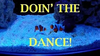 Percula and Ocellaris Clownfish Dance