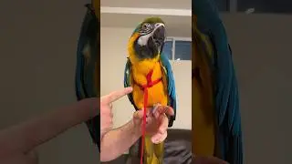 Why I Prefer AVIATOR Harness for Parrots? #birds