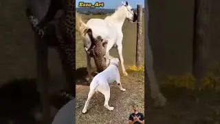 🔥 Nekat Banget! Macan Tutul Lompat ke Kuda Sampai panik, Anjing Siap Melawan 🐆#animals #kuda #anjing