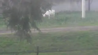казлы