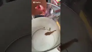 A single fish is eating an insect. #aquarium #fish #fishfeeding #fishfood #fishlife #fishlover