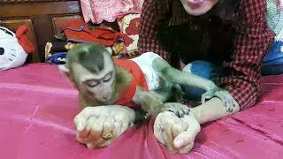 Wow Fantastic Dodo Play Guessing Game With Mom, Dodo So Much Happy And Funny