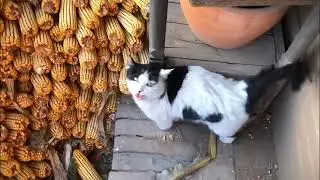 #cutememe #cute #cutepets #cutecats #interest #funny #catbaby #purmars #adorable