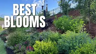 2025 Garden Highlights | A Georgia Garden in Progress