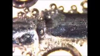 Electrolysis up close between two paper clips