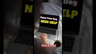 Warning Signs Your Dog is Secretly Stressed Out