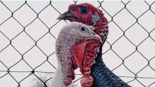 Female turkey sound & male sound 🦃kpk Buner birds Turkey Birds! #turkey #turkeybird #youtube #viral
