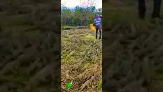 amazing lizard farm #shorts #short #animals