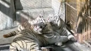 仲良く飼育員さんを待つコタくんとハクくん🐯　12月29日 東武動物公園　ホワイトタイガー