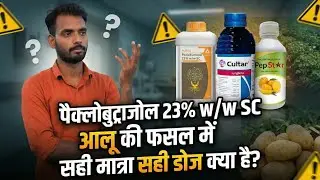 आलू की फसल में पैक्लोबुट्राज़ोल 23%SC Adama Niria Syngenta Cultar Salam 25।आलू का साइज कैसे बढ़ाए।