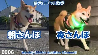 【柴犬】朝さんぽ夜さんぽ #209