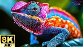Video showcasing animals on an OLED screen, HDR 8K Ultra HD, Dolby Vision&trade; 60fps