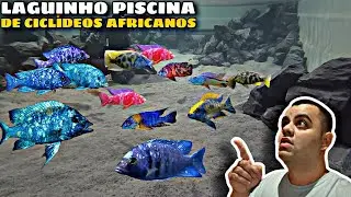 LAGUINHO PISCINA DE 3500L DE CICLÍDEOS AFRICANOS!